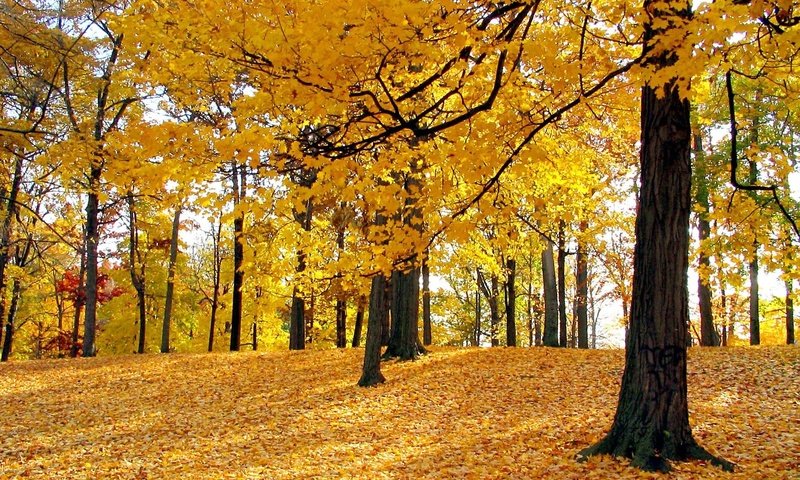 Обои лес, осень, forest, autumn разрешение 1920x1200 Загрузить