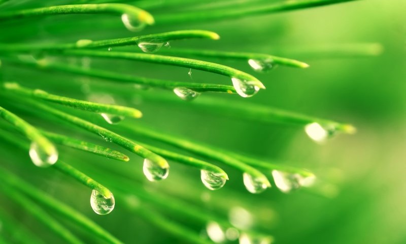 Обои трава, зелень, хвоя, иголки, сосна, капли воды, grass, greens, needles, pine, water drops разрешение 1920x1200 Загрузить