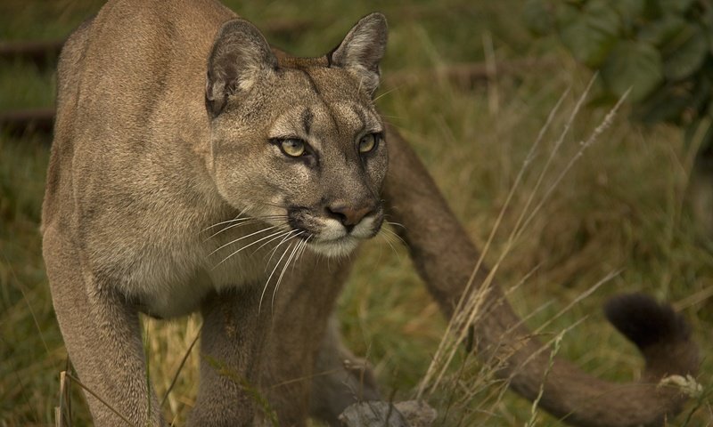 Обои взгляд, хищник, пума, дикая кошка, горный лев, кугуар, look, predator, puma, wild cat, mountain lion, cougar разрешение 2048x1375 Загрузить