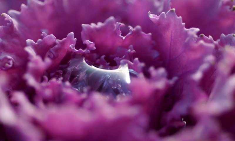 Обои цветок, капля, лепестки, фиолетовый, растение, flower, drop, petals, purple, plant разрешение 2880x1800 Загрузить
