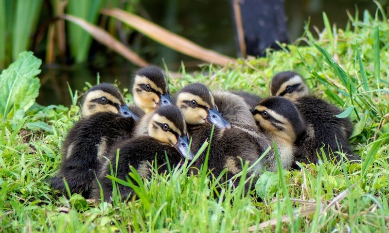 Обои трава, птицы, утята, утки, grass, birds, ducklings, duck разрешение 2048x1371 Загрузить