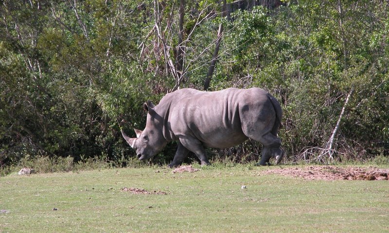 Обои трава, деревья, животные, носорог, grass, trees, animals, rhino разрешение 2560x1704 Загрузить