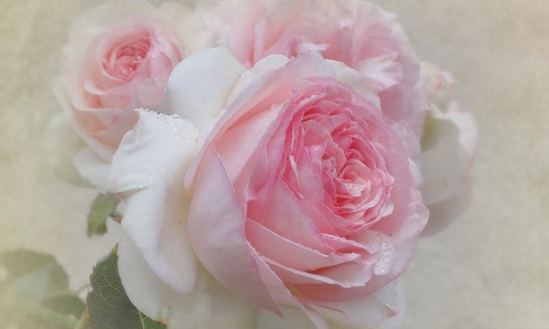 Обои цветы, фон, розы, нежные, flowers, background, roses, gentle разрешение 2048x1417 Загрузить