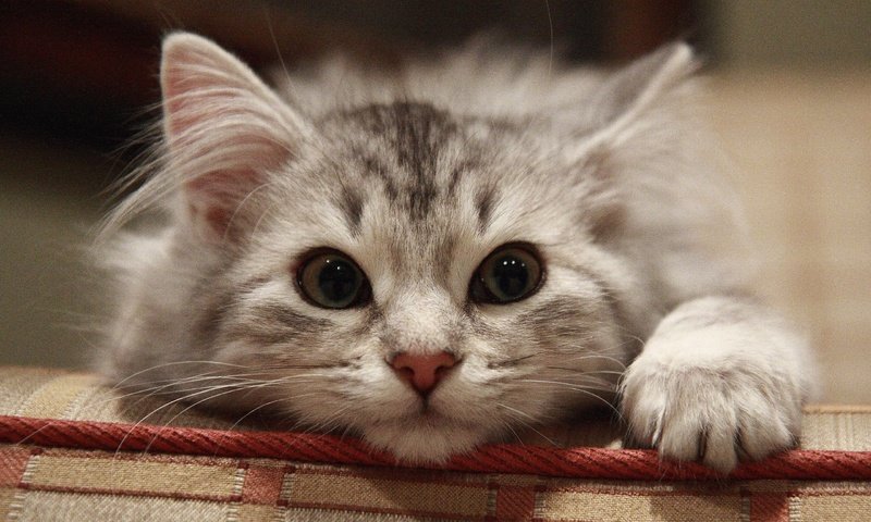 Обои кот, кошка, взгляд, котенок, лежит, серый, cat, look, kitty, lies, grey разрешение 2560x1600 Загрузить