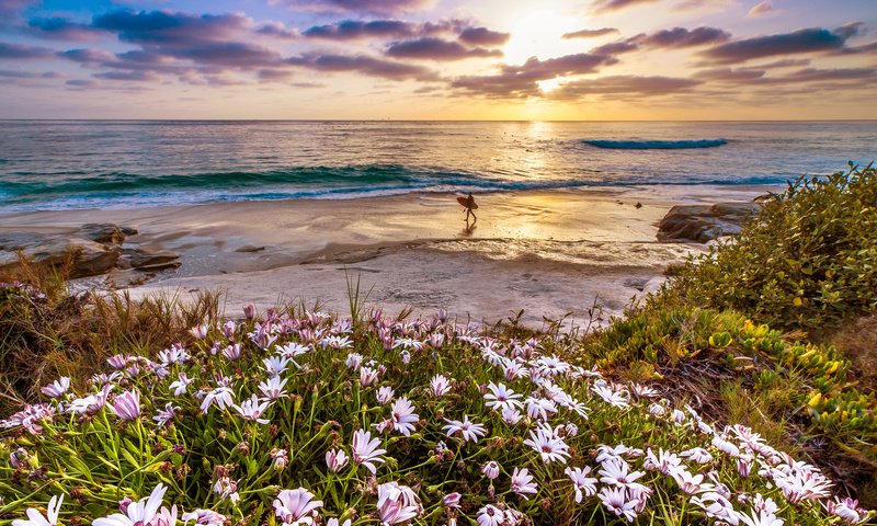 Обои цветы, закат, море, пляж, отдых, flowers, sunset, sea, beach, stay разрешение 2048x1366 Загрузить