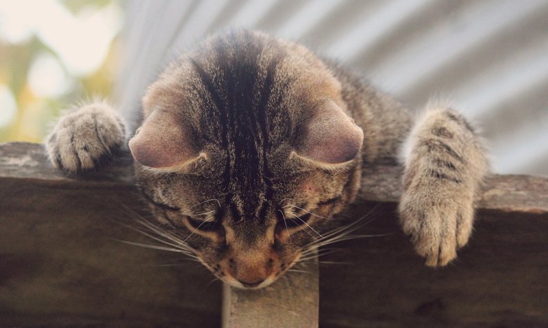 Обои кот, кошка, серый, любопытство, полосатый, cat, grey, curiosity, striped разрешение 1920x1080 Загрузить