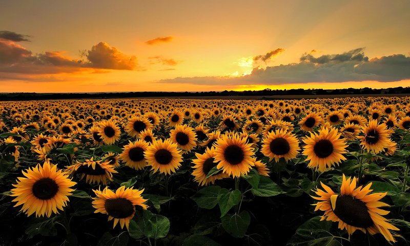 Обои закат, горизонт, подсолнух, sunset, horizon, sunflower разрешение 1920x1200 Загрузить