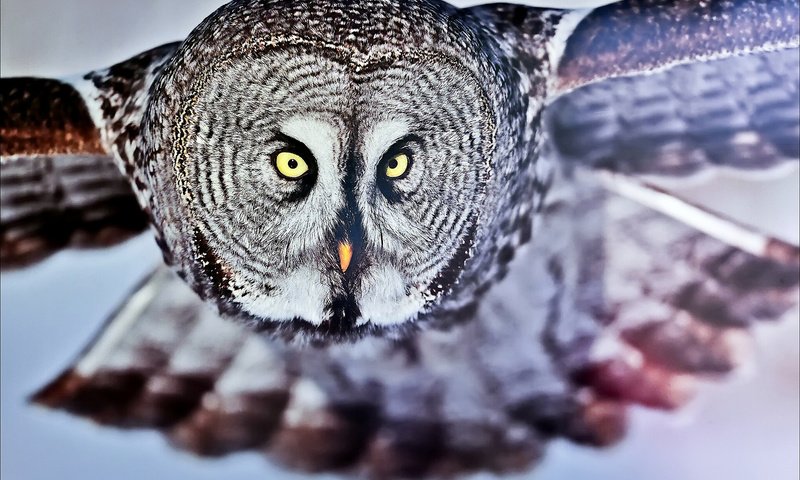 Обои сова, полет, взгляд, птица, бородатая неясыть, owl, flight, look, bird, great grey owl разрешение 1920x1200 Загрузить