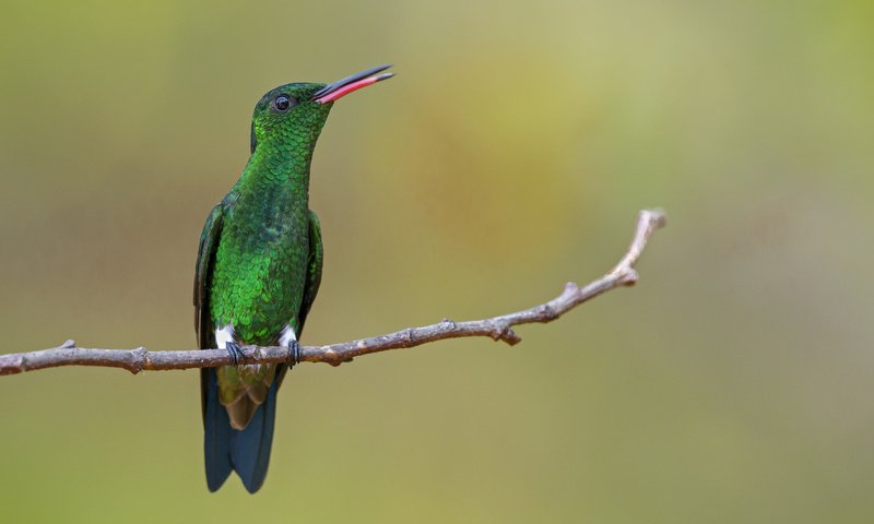 Обои птица, клюв, перья, колибри, амазилия, изумрудный колибри, bird, beak, feathers, hummingbird, amazilia разрешение 1920x1200 Загрузить