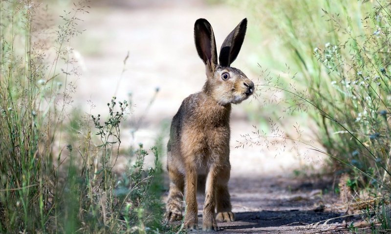 Обои трава, природа, взгляд, уши, заяц, grass, nature, look, ears, hare разрешение 1920x1200 Загрузить