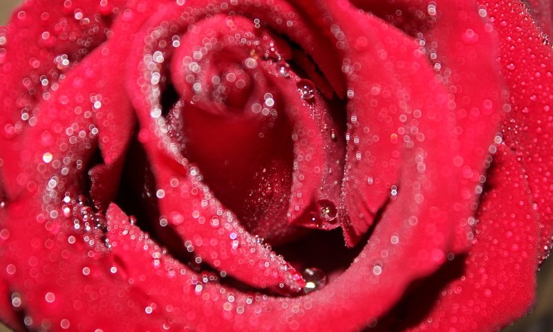 Обои макро, цветок, роса, капли, роза, красная, macro, flower, rosa, drops, rose, red разрешение 5184x3456 Загрузить