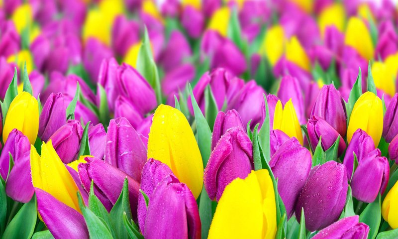 Обои цветы, весна, тюльпаны, желтые, сиреневые, flowers, spring, tulips, yellow, lilac разрешение 4350x2060 Загрузить