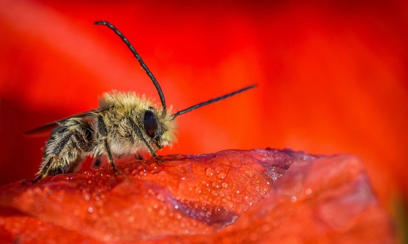 Обои насекомое, цветок, капли, красный, лепесток, пчела, insect, flower, drops, red, petal, bee разрешение 2048x1357 Загрузить