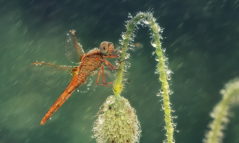 Обои макро, цветок, капли, насекомые, стрекоза, macro, flower, drops, insects, dragonfly разрешение 2000x1353 Загрузить