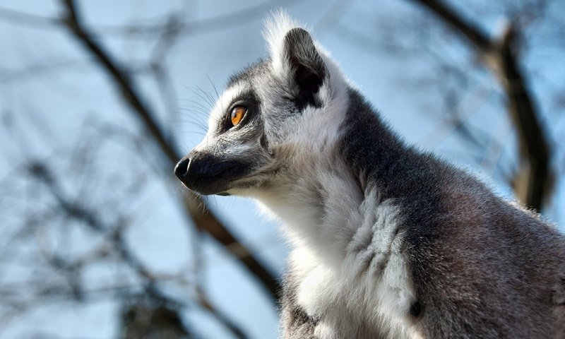 Обои небо, взгляд, профиль, животное, лемур, кошачий лемур, катта, the sky, look, profile, animal, lemur, a ring-tailed lemur, katta разрешение 2048x1365 Загрузить