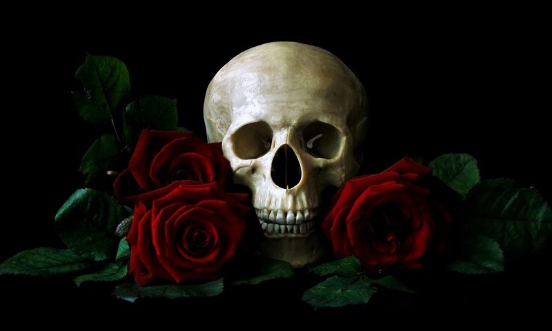 Обои череп, красных, на, среди, роз, лежащий, столе, skull, red, on, among, roses, lying, the table разрешение 1920x1080 Загрузить