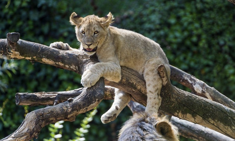 Обои дерево, лев, львёнок, tree, leo, lion разрешение 4258x2834 Загрузить