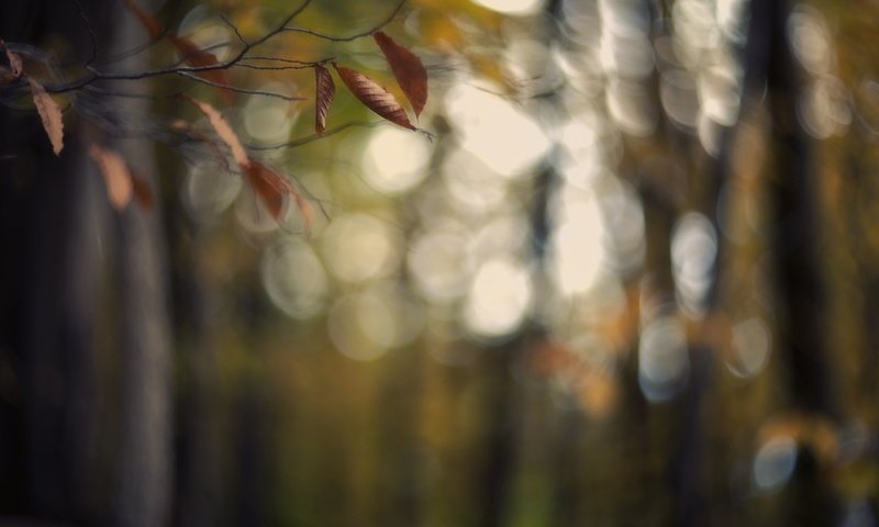Обои ветка, листья, фон, осень, блики, branch, leaves, background, autumn, glare разрешение 2560x1707 Загрузить
