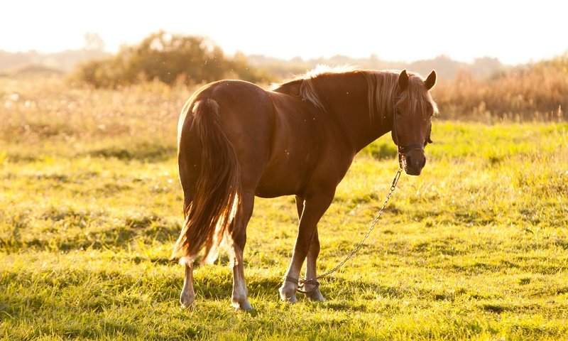 Обои лошадь, трава, солнце, лето, пастбище, конь, hourse, horse, grass, the sun, summer, pasture разрешение 3888x2592 Загрузить
