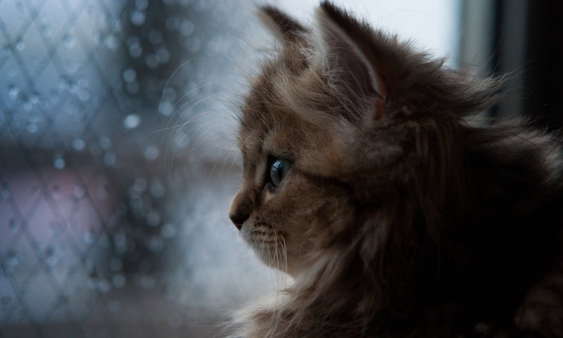 Обои кошка, котенок, дождь, окно, ben torode, дейзи, бен тород, cat, kitty, rain, window, daisy, ben torod разрешение 2048x1365 Загрузить