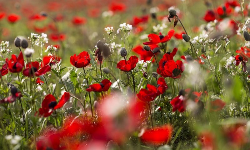 Обои цветы, природа, поле, лето, красные, маки, маковое поле, flowers, nature, field, summer, red, maki, poppy field разрешение 2048x1365 Загрузить