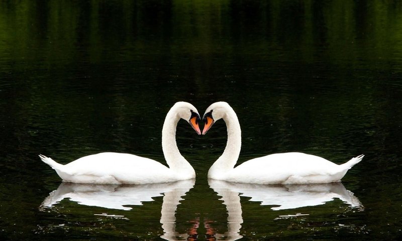Обои вода, лебеди, озеро, вместе, отражение, белые лебеди, сердце, птицы, любовь, романтично, два, water, swans, lake, together, white swans, reflection, heart, birds, love, romantic, two разрешение 1920x1080 Загрузить