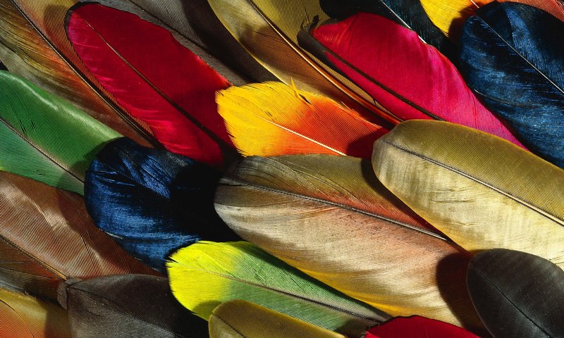 Обои разноцветные, перья, красивые, перо, перышко, colorful, feathers, beautiful, pen, a feather разрешение 1920x1200 Загрузить