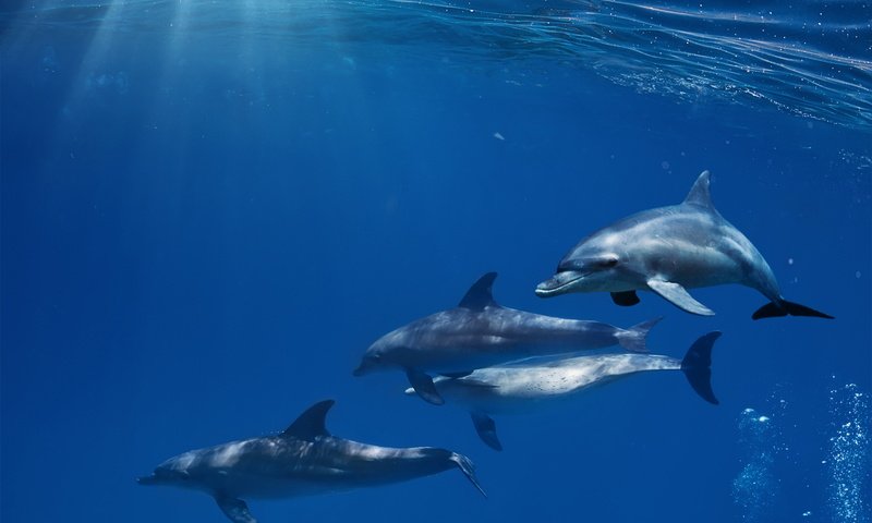 Обои солнце, океан, дельфины, дельфин, подводный мир, the sun, the ocean, dolphins, dolphin, underwater world разрешение 5184x4608 Загрузить