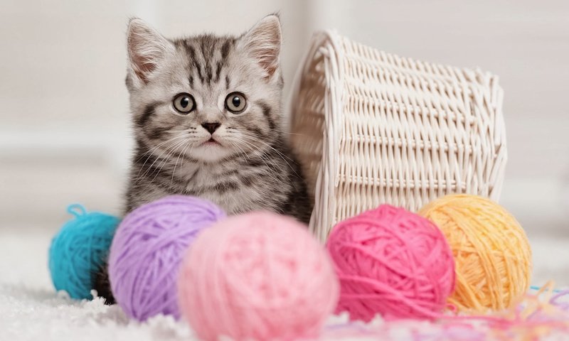 Обои кошка, котенок, корзина, клубки, нитки, cat, kitty, basket, balls, thread разрешение 1920x1200 Загрузить