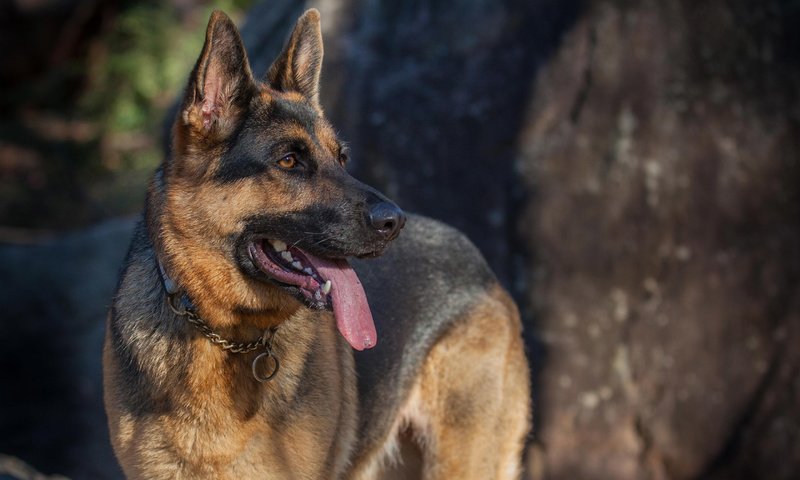Обои собака, немецкая овчарка, dog, german shepherd разрешение 2880x1800 Загрузить