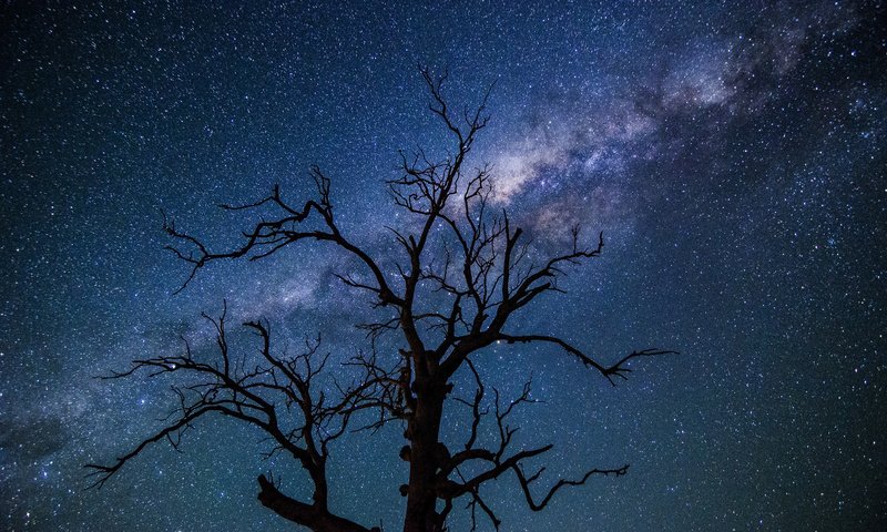 Обои небо, дерево, звезды, силуэт, млечный путь, the sky, tree, stars, silhouette, the milky way разрешение 2048x1356 Загрузить