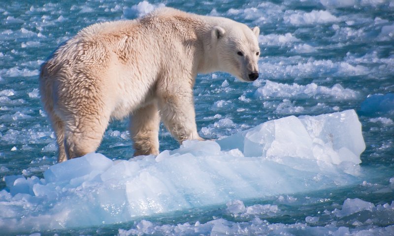 Обои природа, фон, полярный медведь, медведь, лёд, белый, белый медведь, nature, background, polar bear, bear, ice, white разрешение 2048x1359 Загрузить