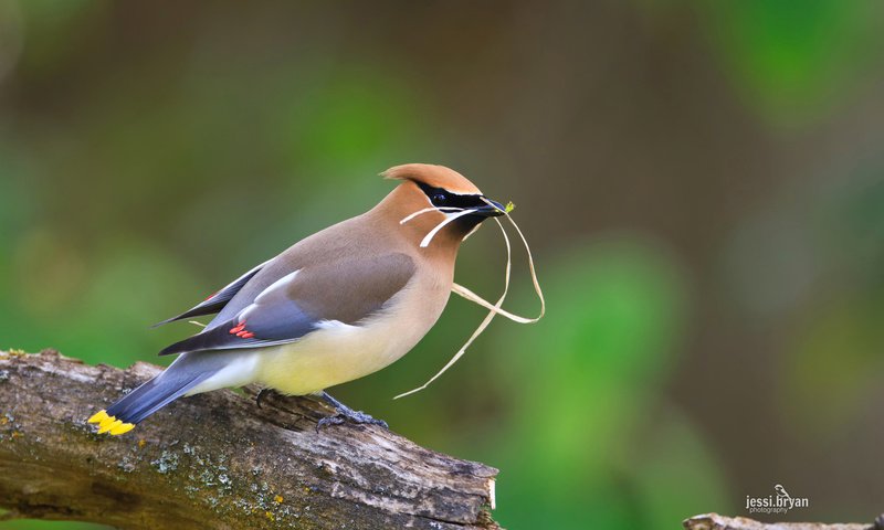 Обои природа., свиристель, bombycilla, певчая птица, nature., the waxwing, songbird разрешение 1920x1200 Загрузить