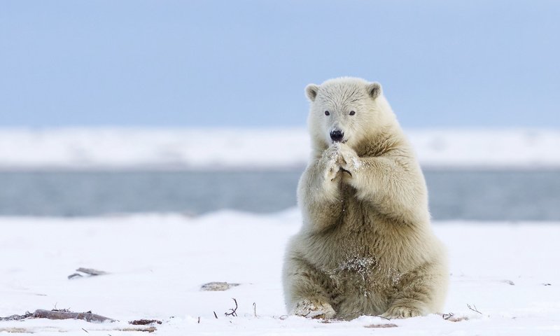 Обои морда, снег, лапы, полярный медведь, медведь, белый медведь, аляска, face, snow, paws, polar bear, bear, alaska разрешение 2048x1488 Загрузить