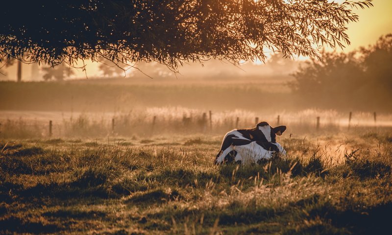 Обои природа, утро, животное, корова, nature, morning, animal, cow разрешение 5898x3937 Загрузить