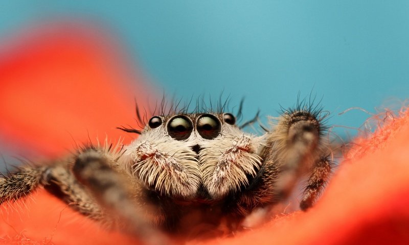 Обои глаза, листья, цветок, лапы, насекомые, паук, мухоловка, jumping spider, eyes, leaves, flower, paws, insects, spider, flycatcher разрешение 2880x1898 Загрузить