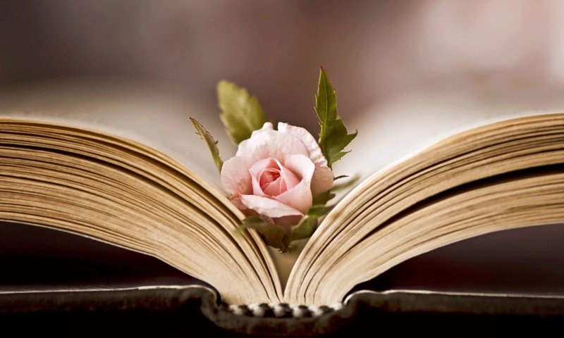 Обои цветок, роза, книга, flower, rose, book разрешение 1920x1200 Загрузить