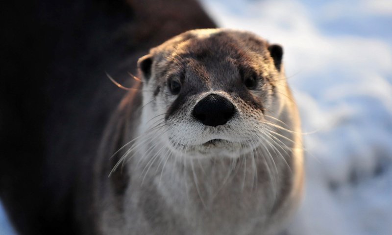 Обои морда, взгляд, животное, выдра, face, look, animal, otter разрешение 2880x1913 Загрузить