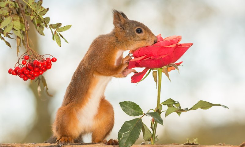 Обои цветок, грызун, роза, рыжая, ягоды, животное, белка, зверек, рябина, белочка, squirrel, flower, rodent, rose, red, berries, animal, protein, rowan разрешение 2048x1365 Загрузить