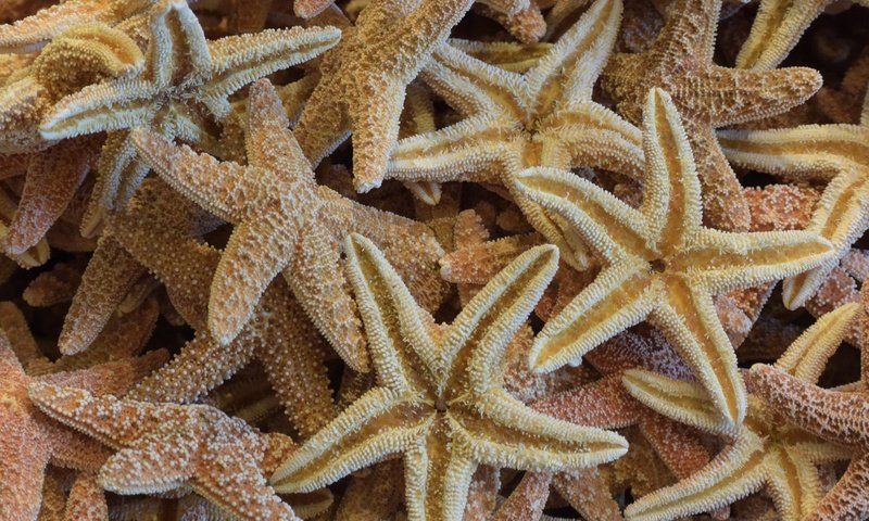 Обои текстура, морские звезды, texture, starfish разрешение 5232x3488 Загрузить