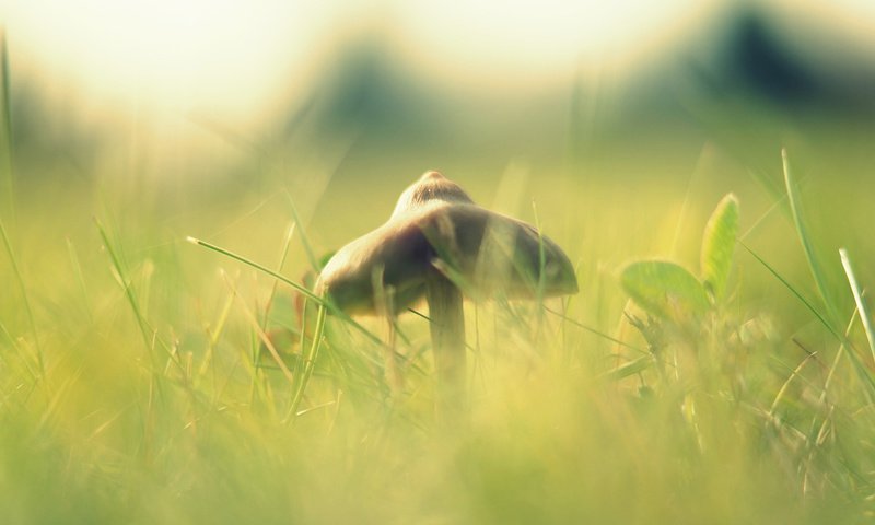 Обои свет, трава, макро, размытость, гриб, шляпка, light, grass, macro, blur, mushroom, hat разрешение 1920x1080 Загрузить