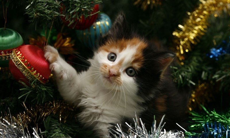 Обои новый год, елка, кот, кошка, котенок, праздник, мишура, new year, tree, cat, kitty, holiday, tinsel разрешение 1920x1200 Загрузить