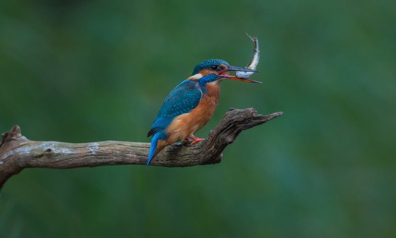 Обои птица, клюв, рыба, зимородок, bird, beak, fish, kingfisher разрешение 2048x1365 Загрузить