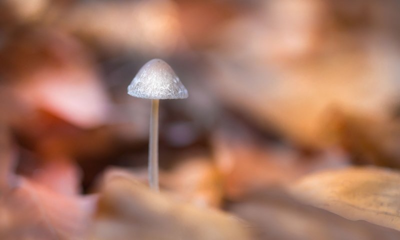 Обои природа, фон, грибы, размытость, гриб, nature, background, mushrooms, blur, mushroom разрешение 2047x1271 Загрузить