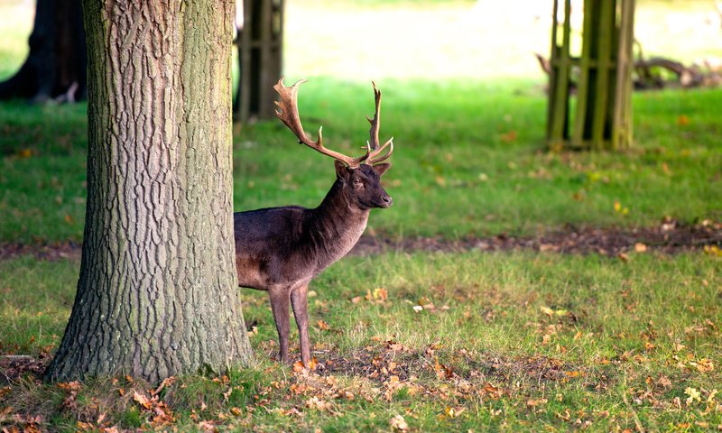 Обои трава, дерево, олень, ствол, рога, оленей, осенние листья, grass, tree, deer, trunk, horns, autumn leaves разрешение 2048x1221 Загрузить