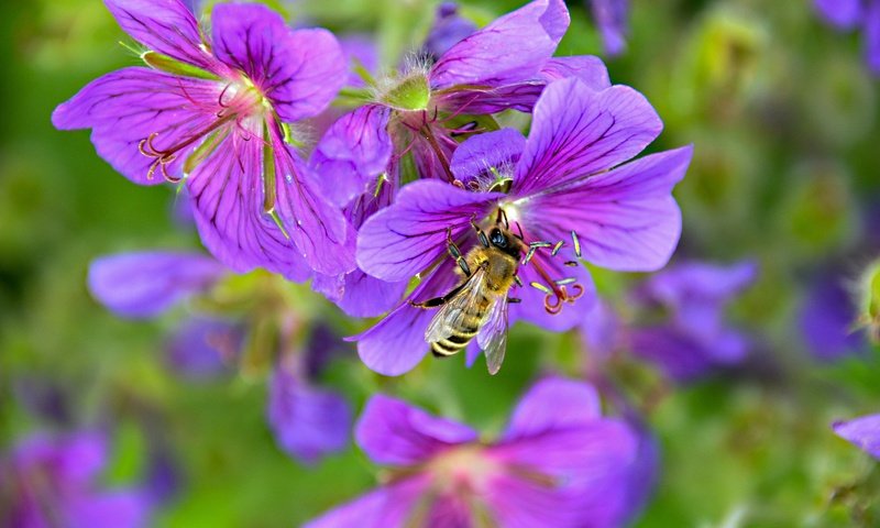 Обои цветы, природа, насекомое, пчела, robin hamann, flowers, nature, insect, bee разрешение 4928x3264 Загрузить