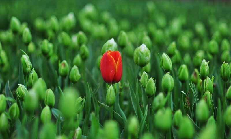 Обои цветы, фон, весна, тюльпаны, flowers, background, spring, tulips разрешение 2500x1561 Загрузить