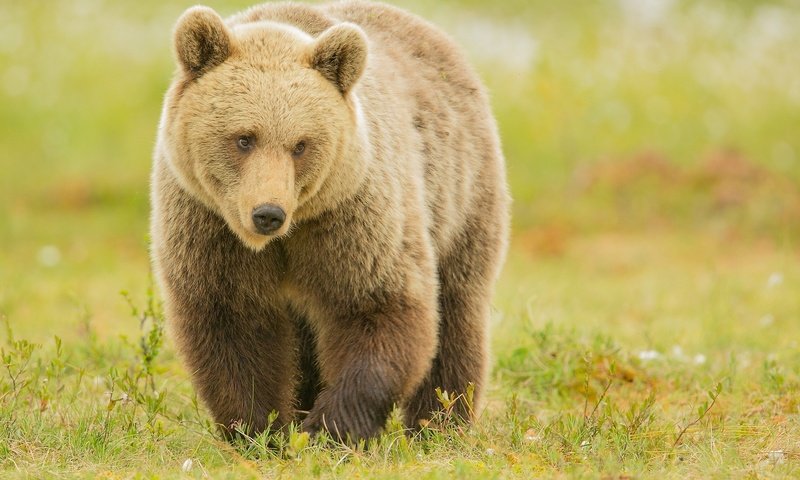 Обои медведь, хищник, бурый, bear, predator, brown разрешение 2048x1325 Загрузить
