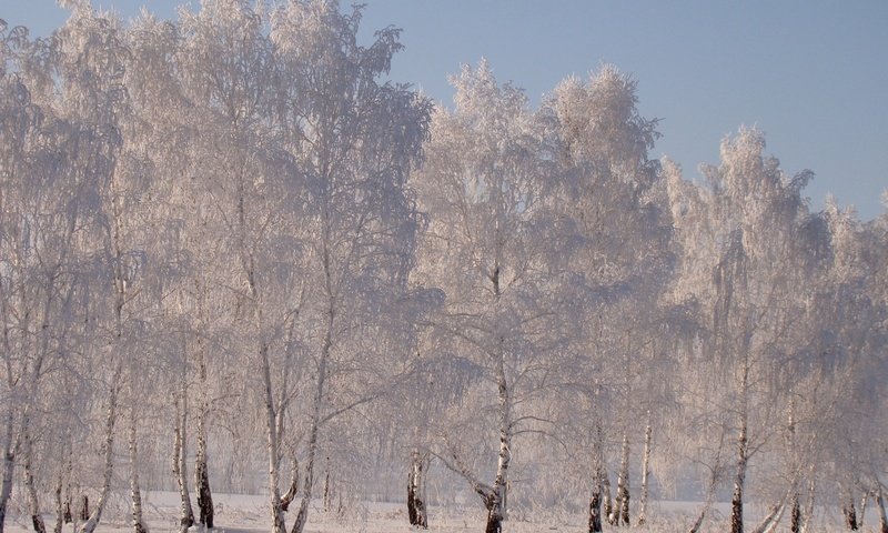 Обои снег, зима, березы, иней, snow, winter, birch, frost разрешение 1920x1331 Загрузить