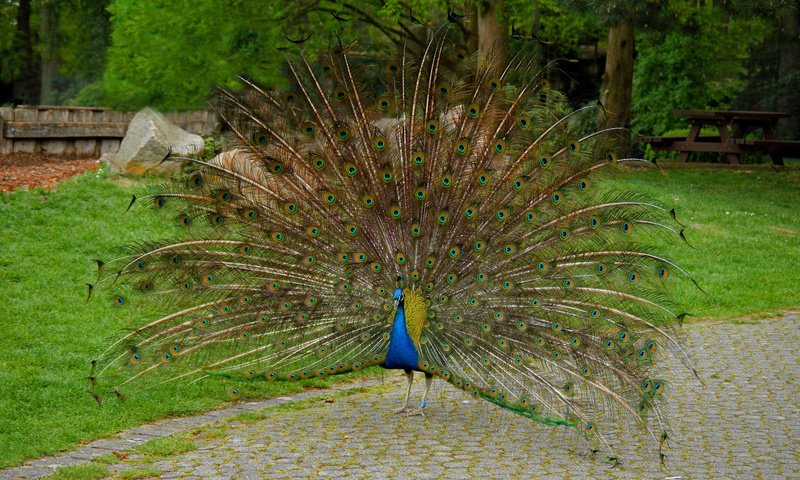 Обои птица, павлин, хвост, bird, peacock, tail разрешение 2048x1362 Загрузить